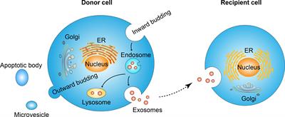 Hypoxia Induced Changes of Exosome Cargo and Subsequent Biological Effects